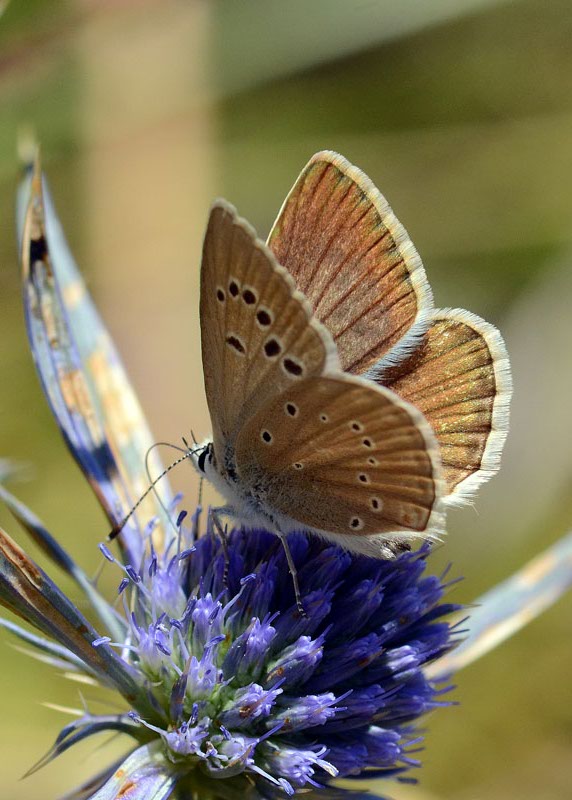 Polyommatus virgilius